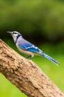 Blue Jay-Marion County-Illinois Art Print